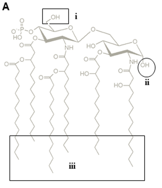Fig. 1 Distinguishing features between the synthetic GLA (depicted in grey) and natural endotoxin. (Coler, Rhea N., et al., 2011) (OA Literature)